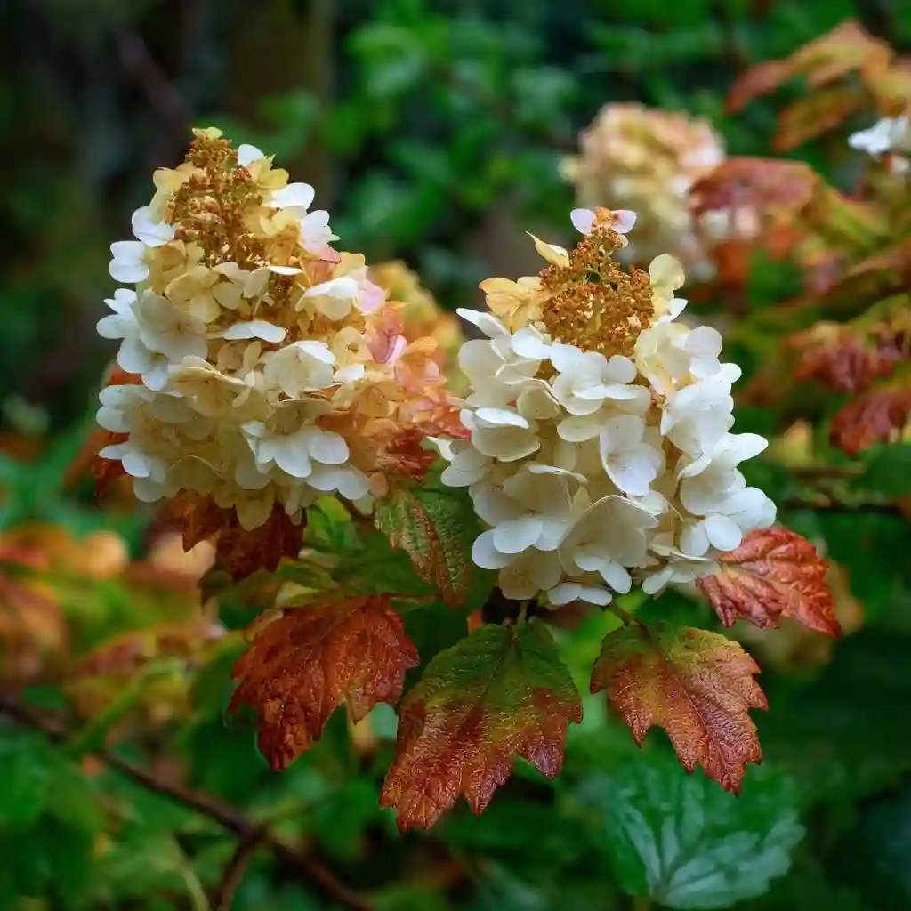 Hydrangea quercifolia