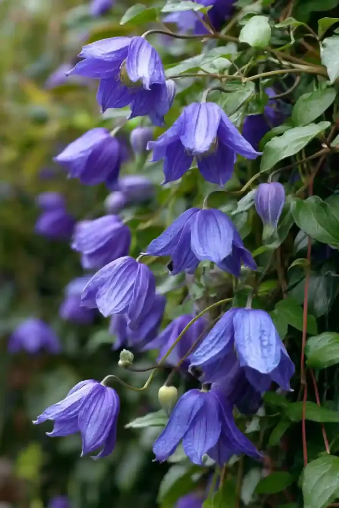  Roguchi Clematis