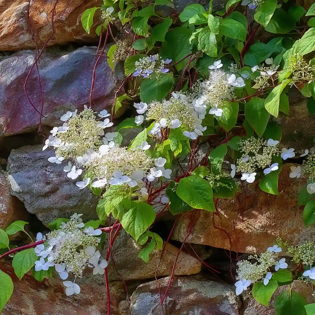 Hydrangea anomala subsp. petiolaris