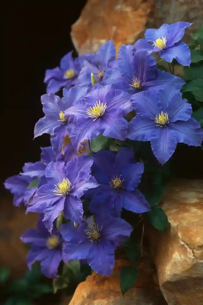 Sapphire Indigo™ Clematis