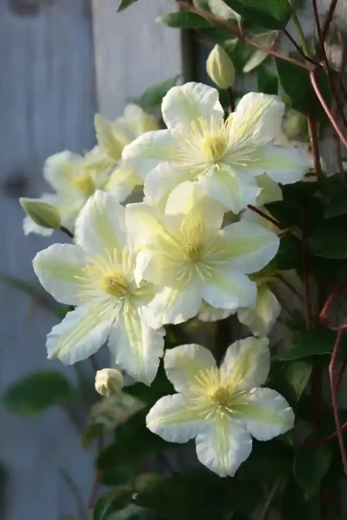 Guernsey Cream Clematis