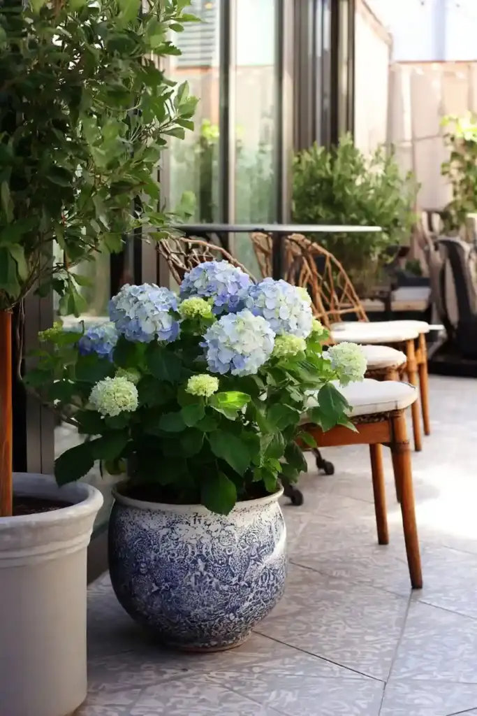 Potted Hydrangeas on a Patio
