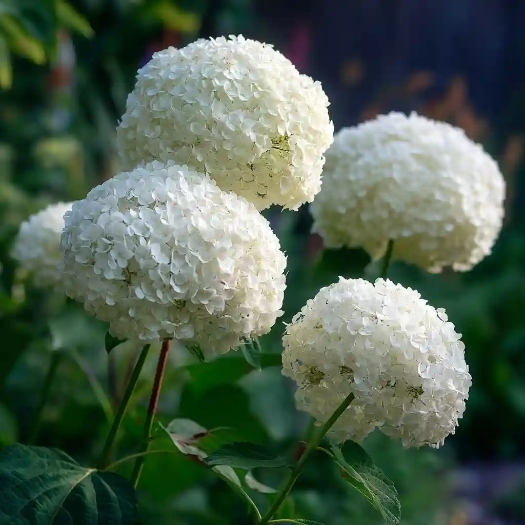 Hydrangea arborescens ‘Incrediball’