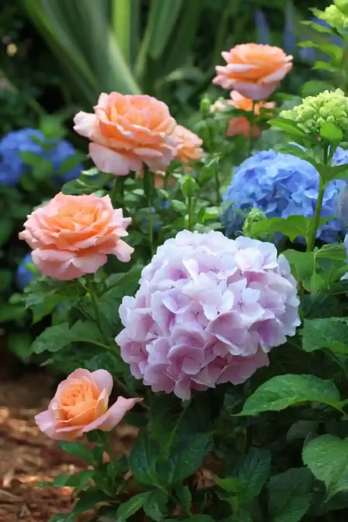Hydrangea and Rose Combination