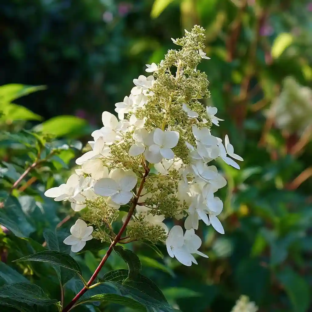 Hydrangea paniculata ‘Tardiva