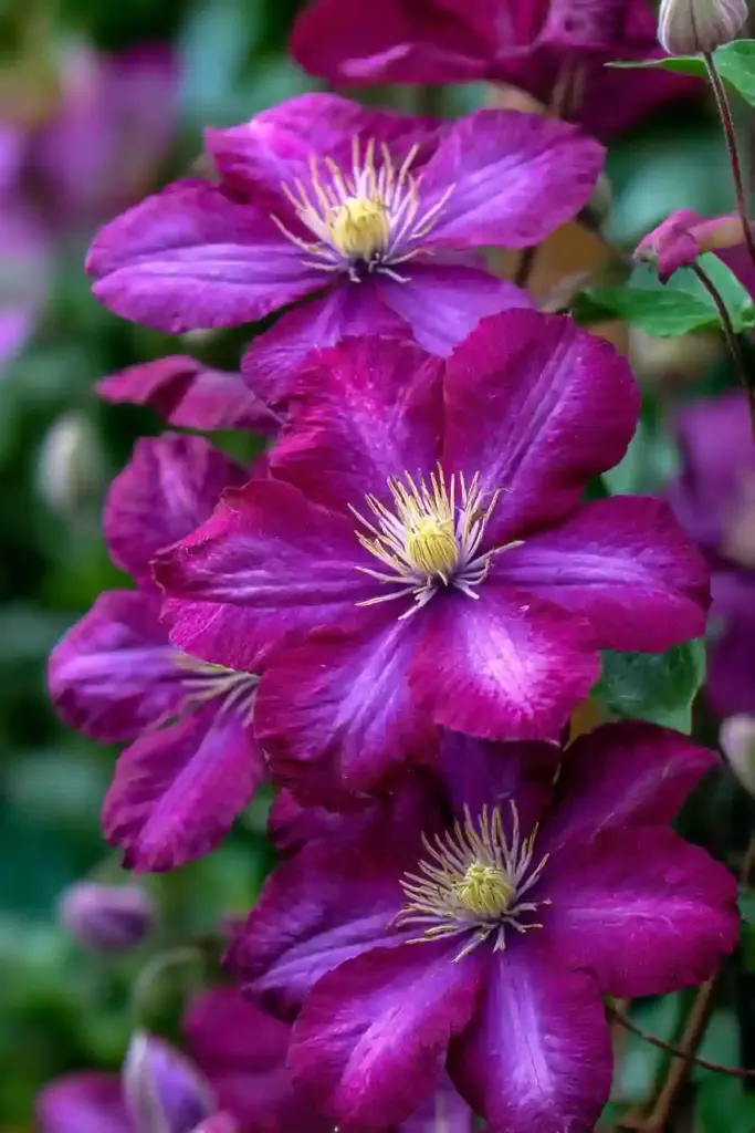 Warsaw Nike Clematis