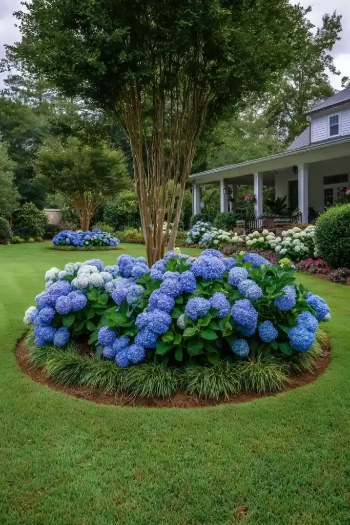 Hydrangea Focal Point in a Circular Bed