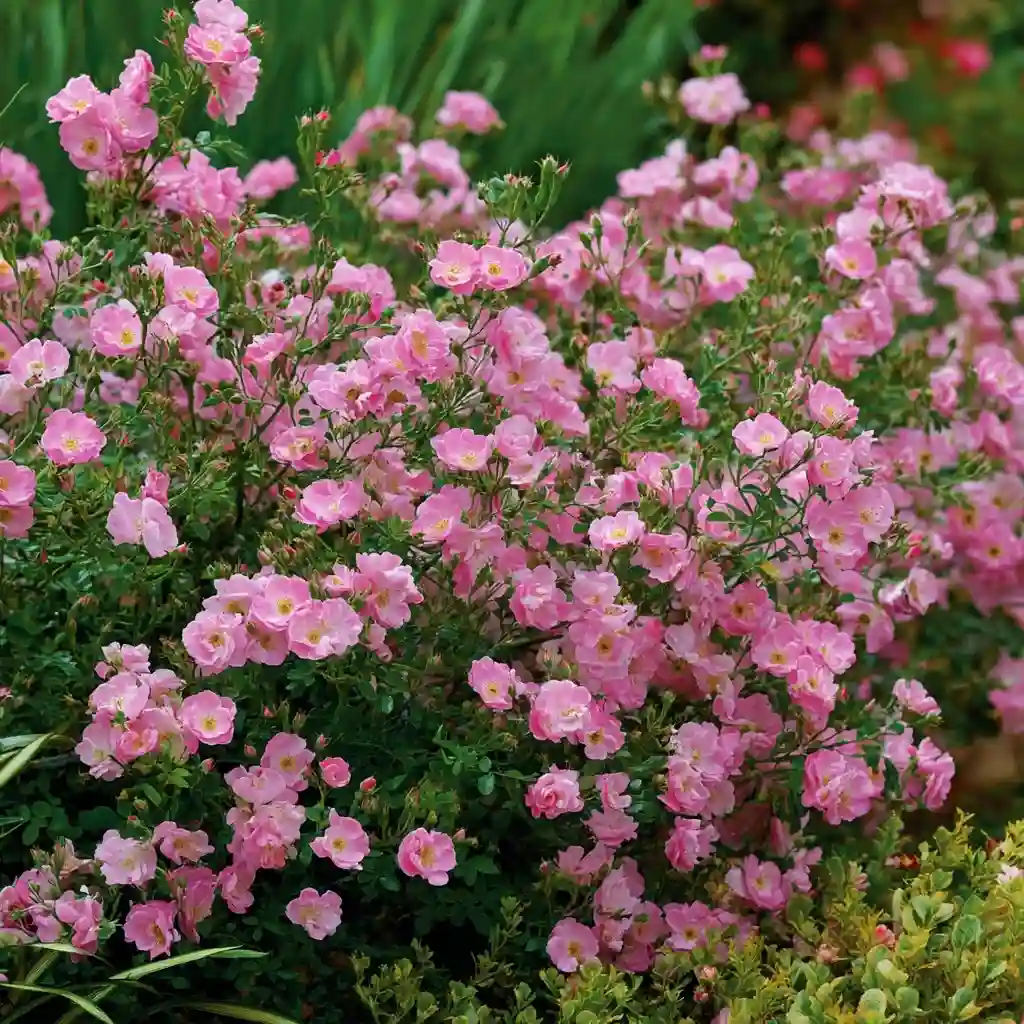 The Fairy Rose (Rosa ‘The Fairy’)