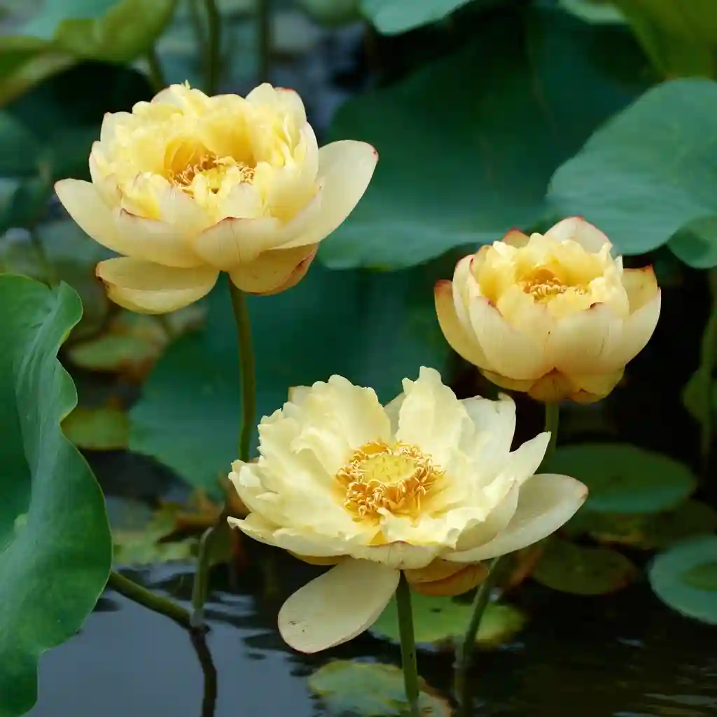Nelumbo lutea