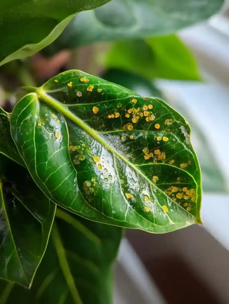 Flamingo Plant Common Pests and Diseases