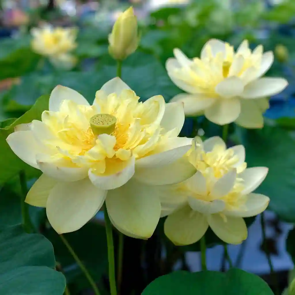How to Grow Lotus Flowers: Care, Varieties & Tips