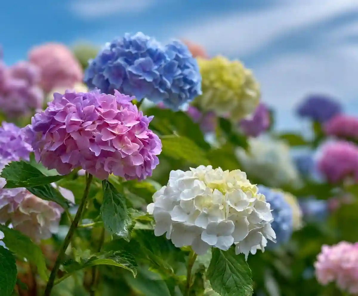 20 Irresistibly Beautiful Hydrangea Landscaping Ideas Now
