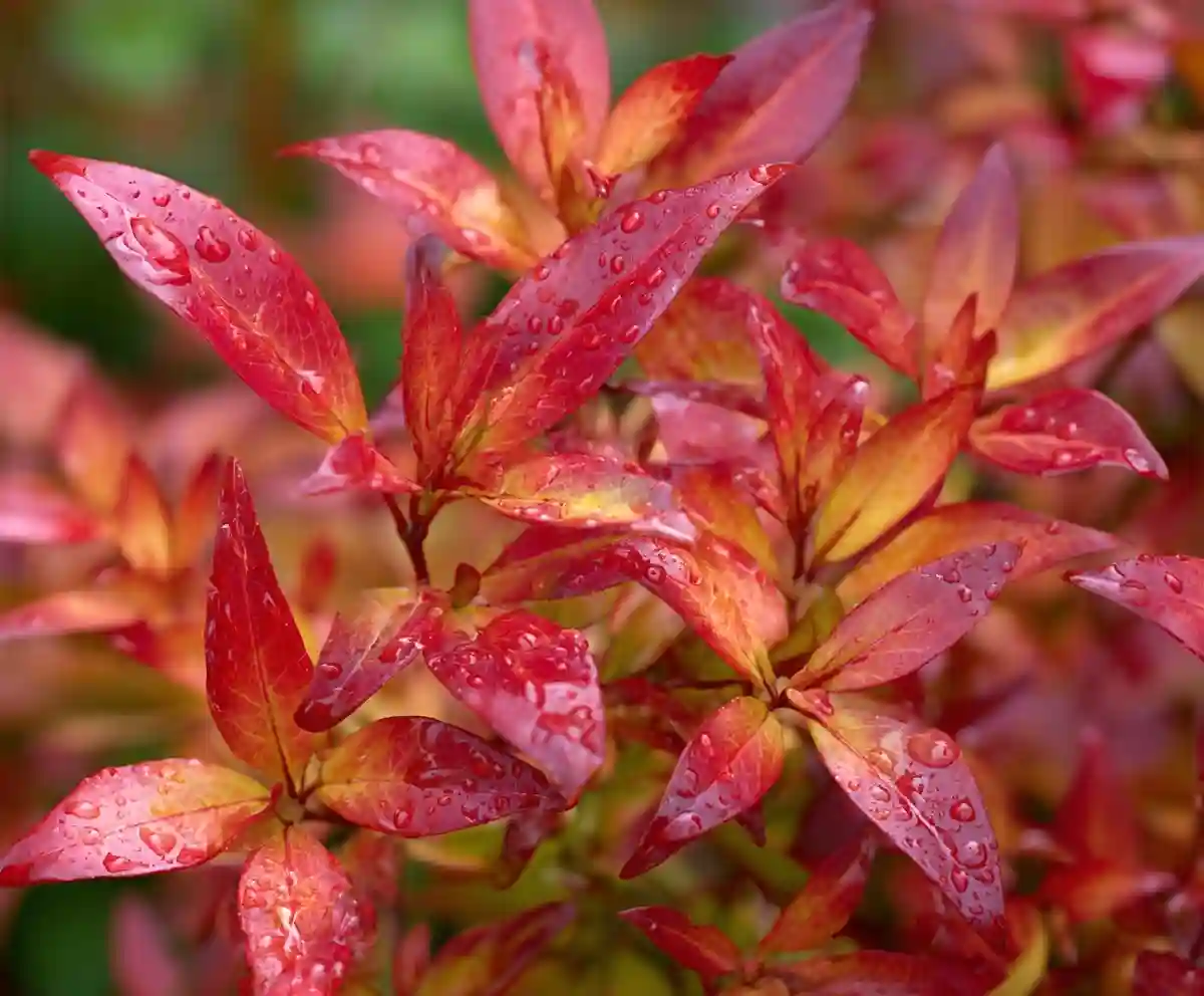 Low-Growing Shrubs