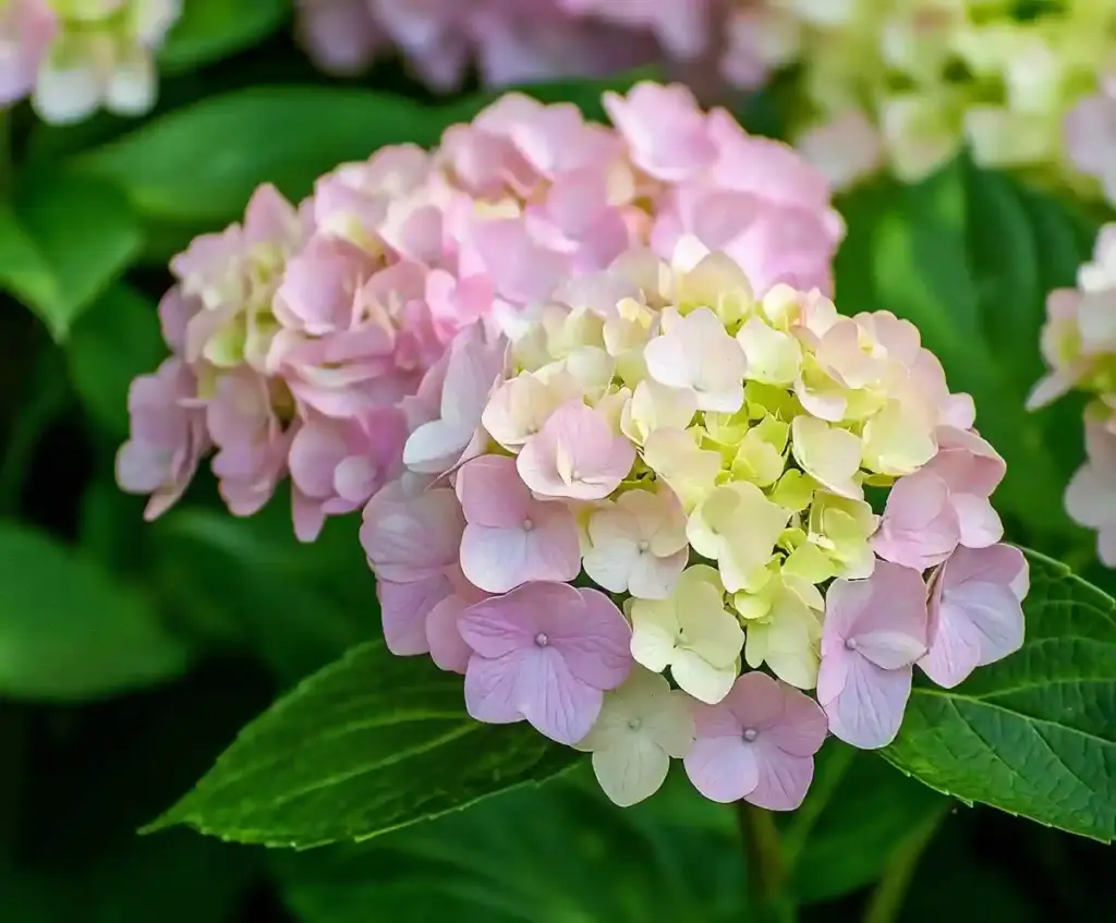 White Hydrangea Varieties