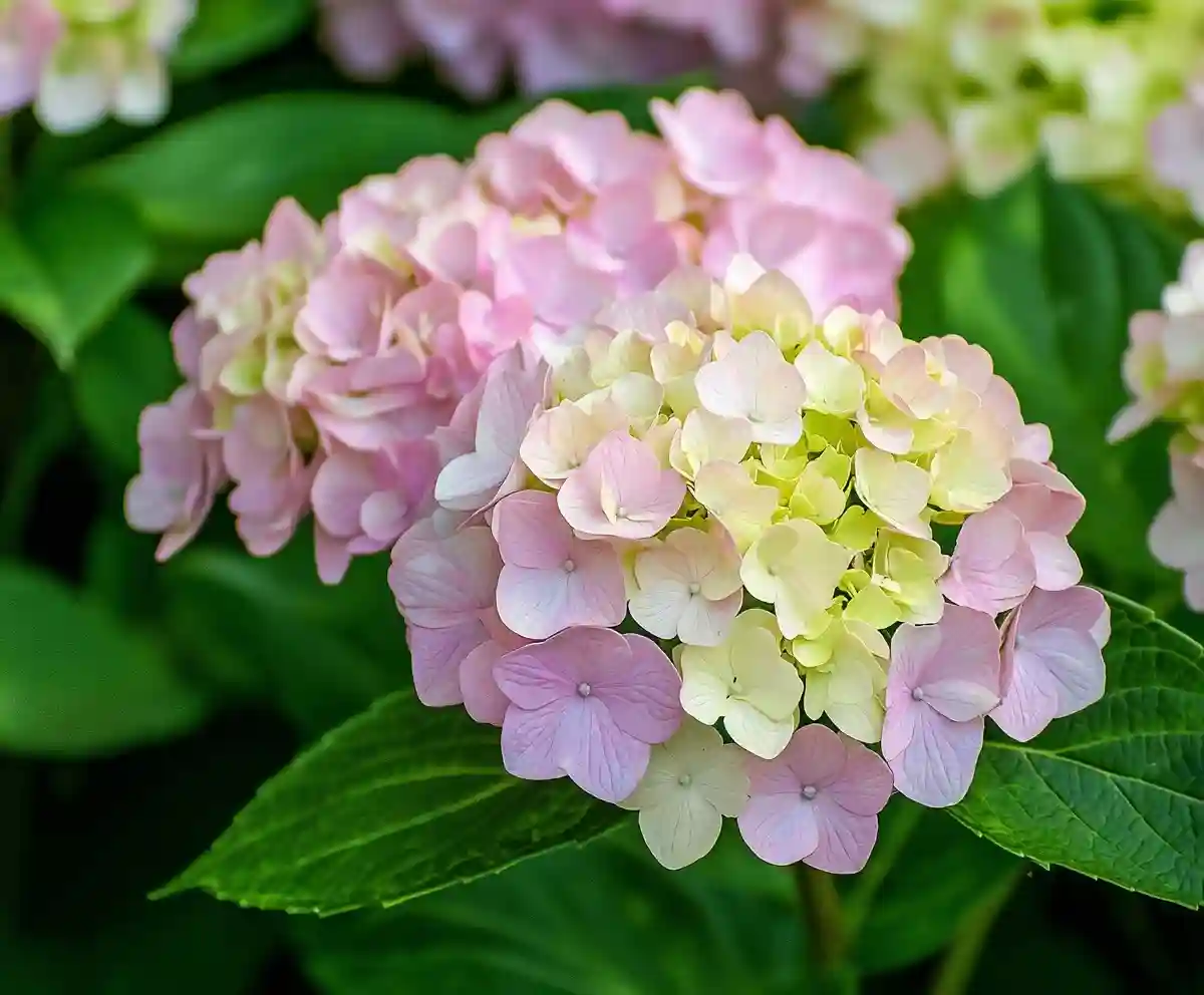 white hydrangea varieties