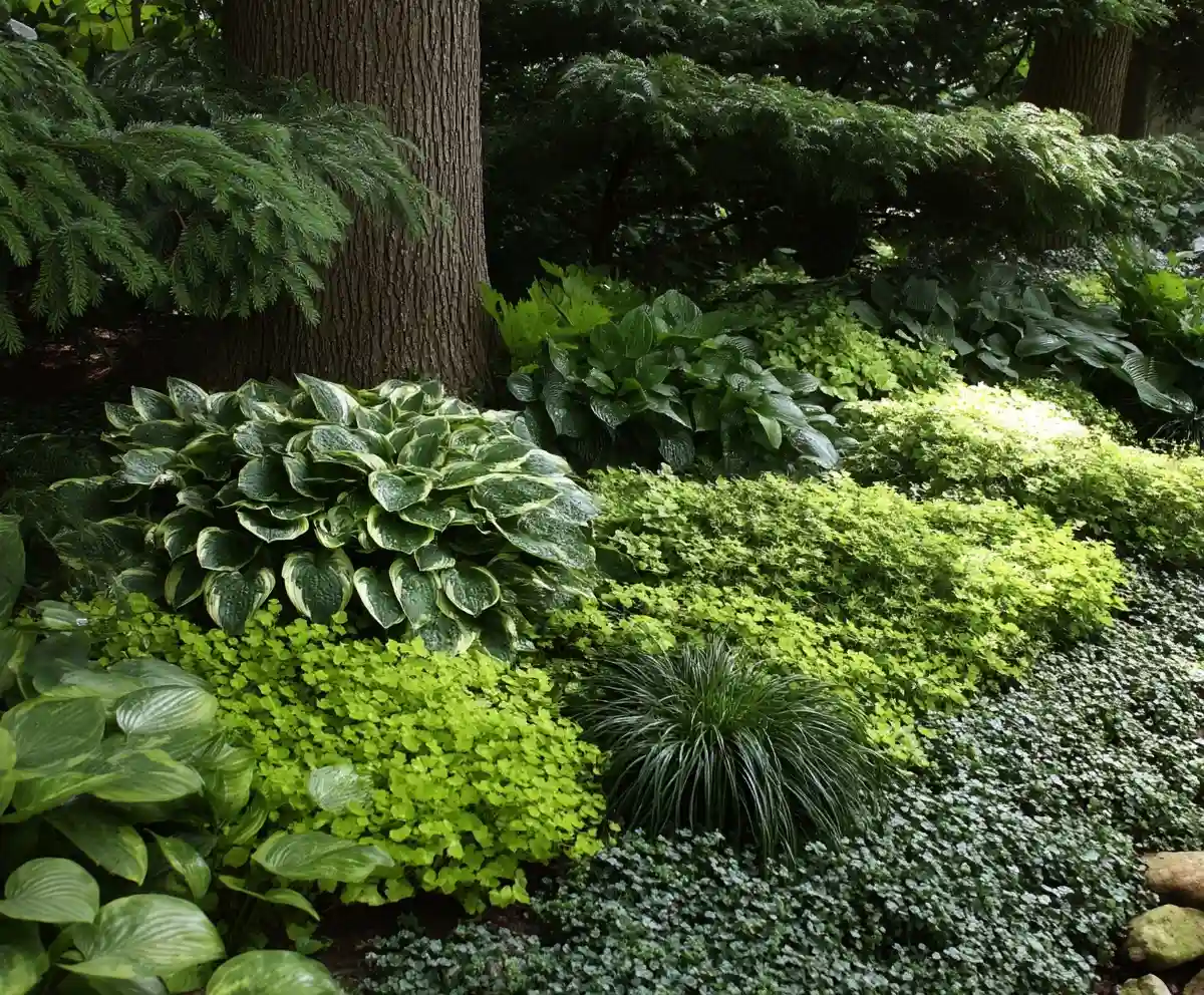 plants to grow under evergreen trees