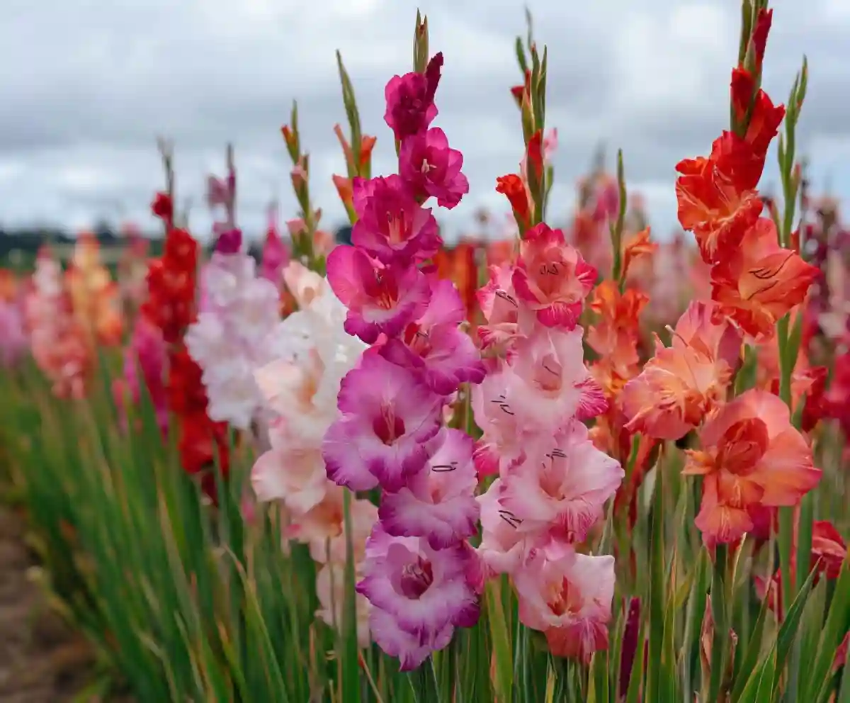 gladiolus growing stages