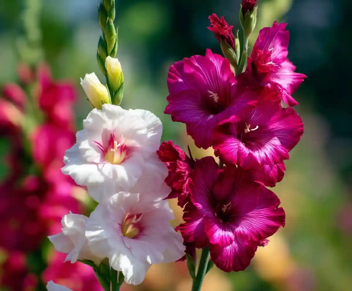 gladiolus vs hollyhock