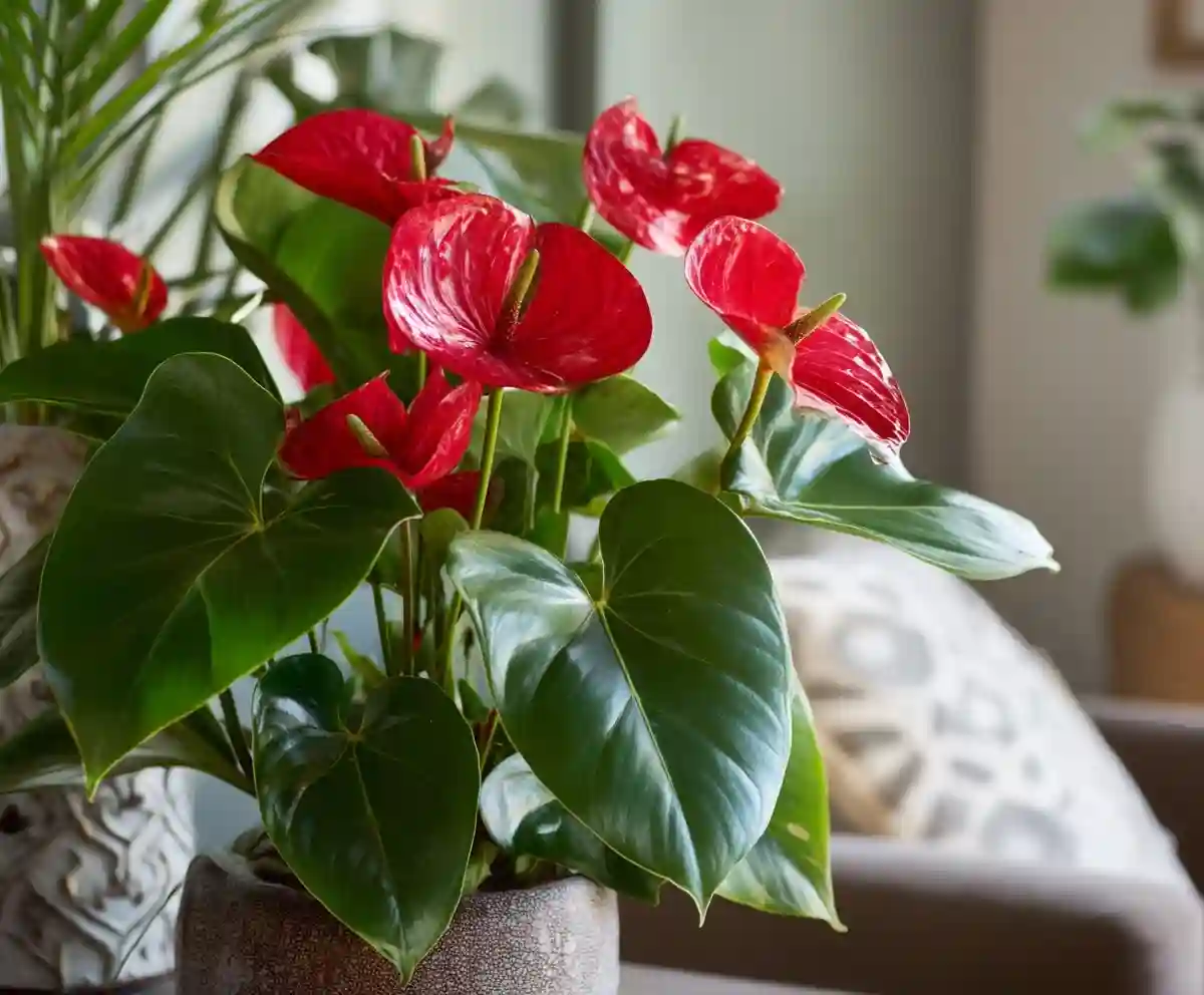 anthurium care