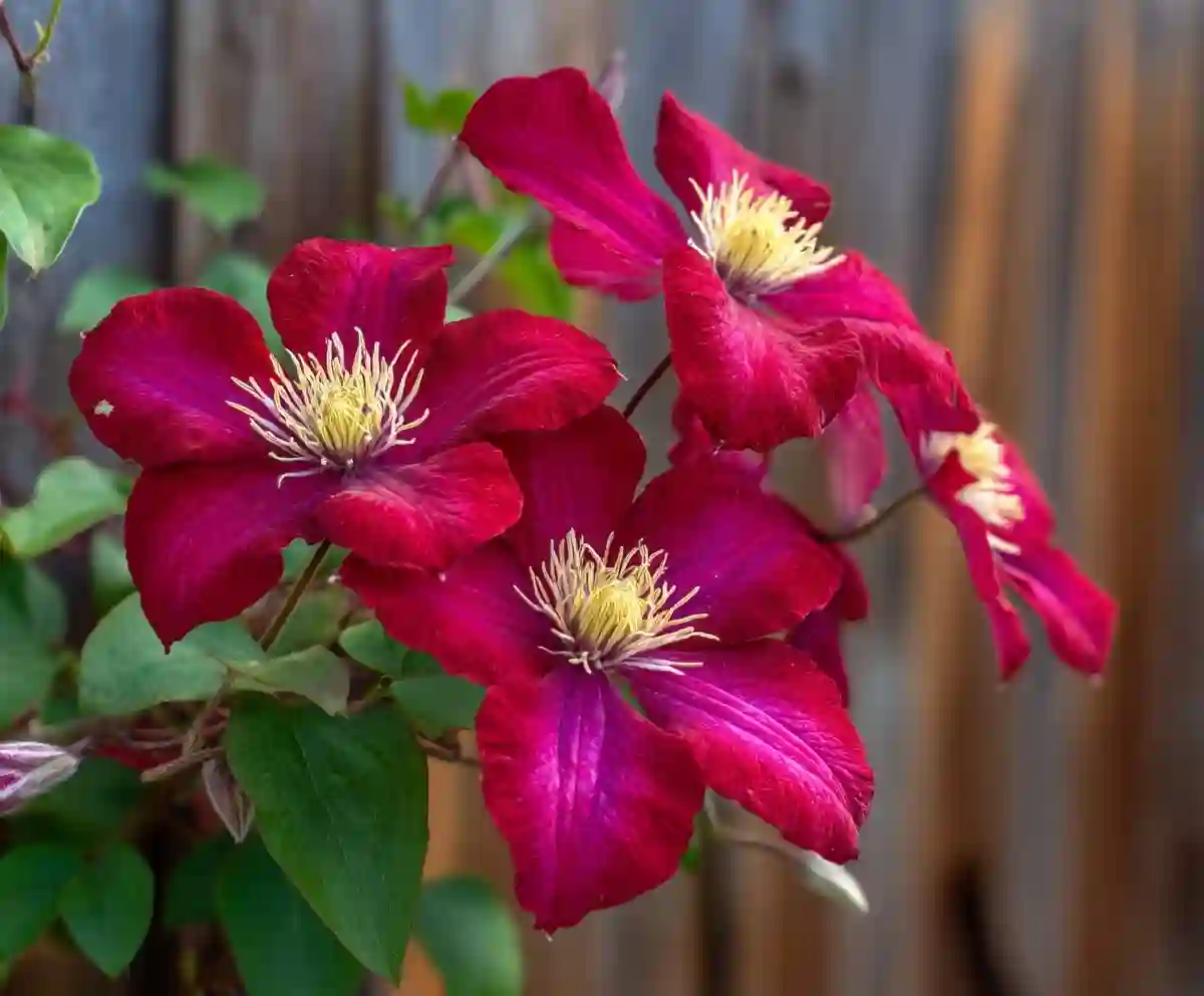 12 Stunning Types of Clematis for Every Garden