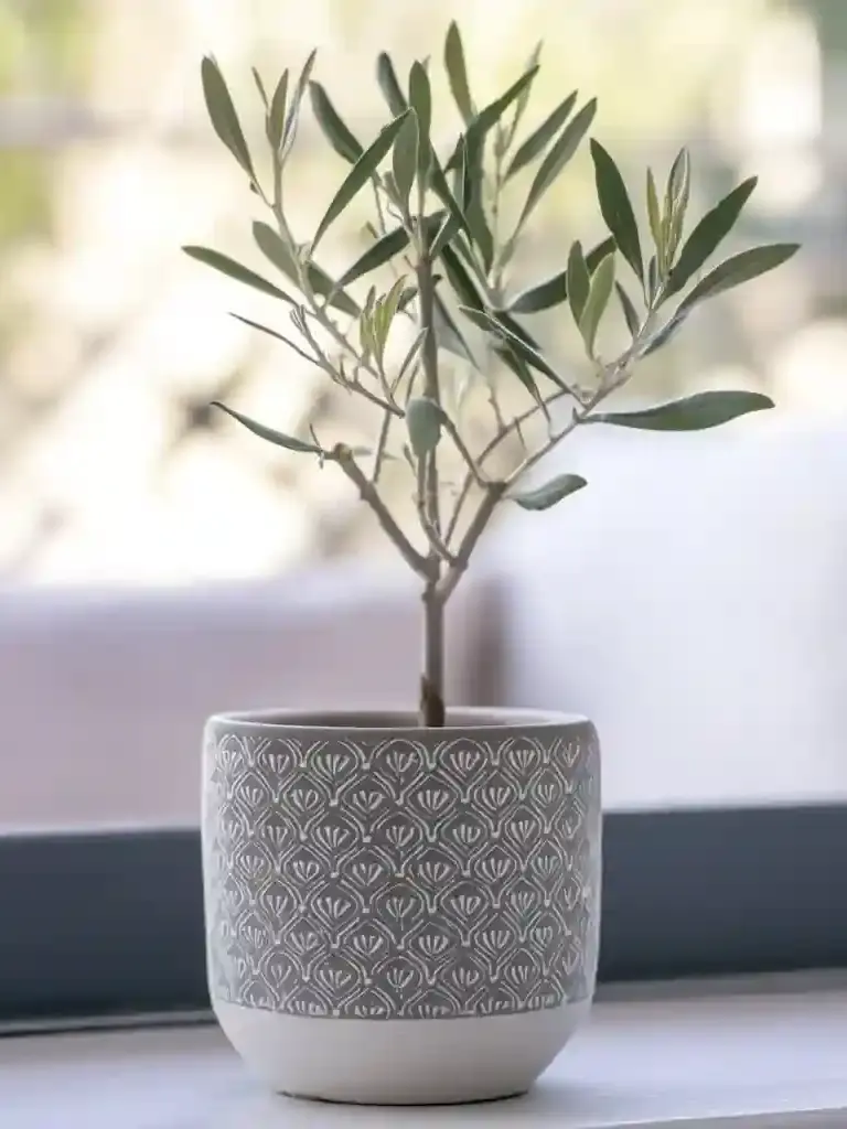 Olive Tree Characteristics