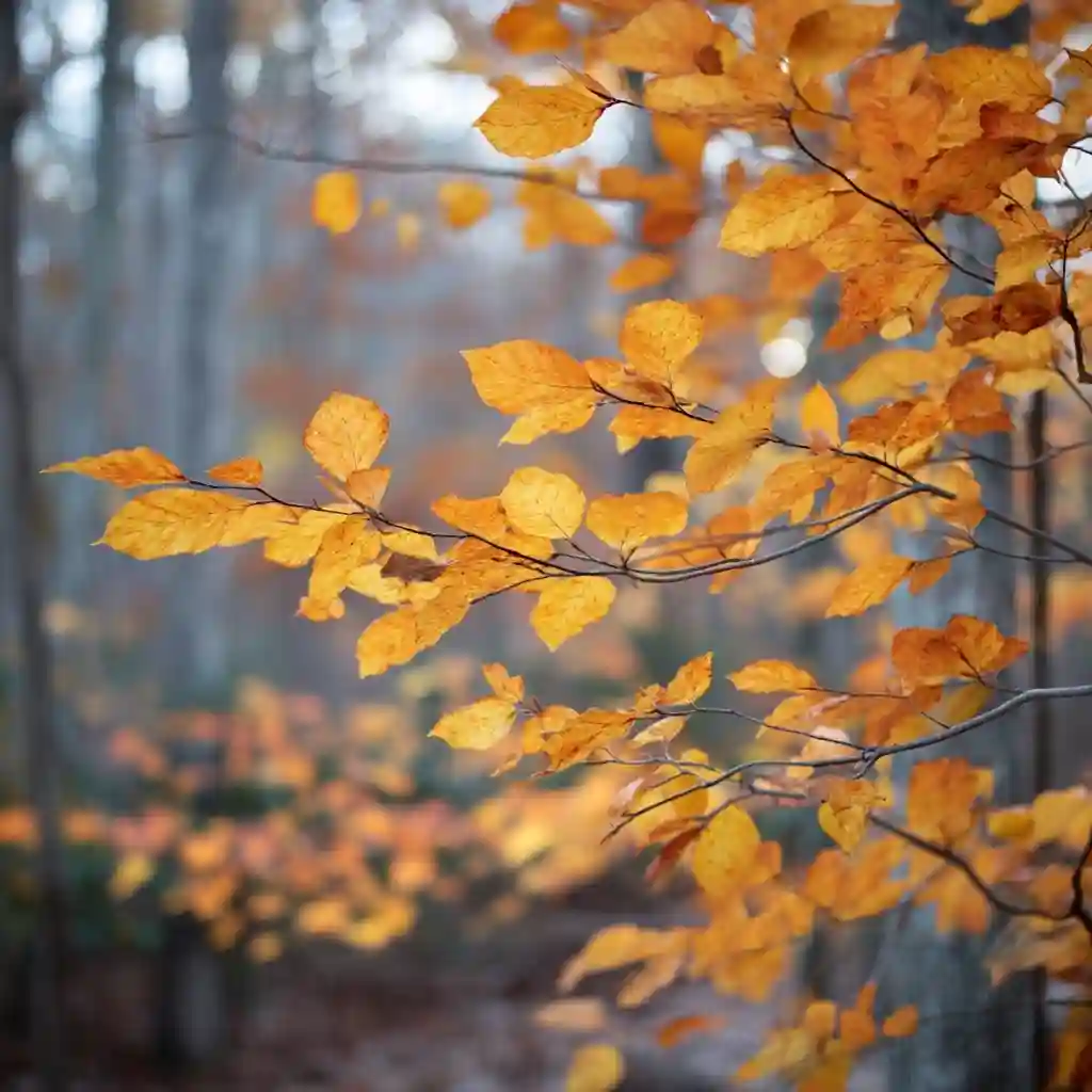 American Beech