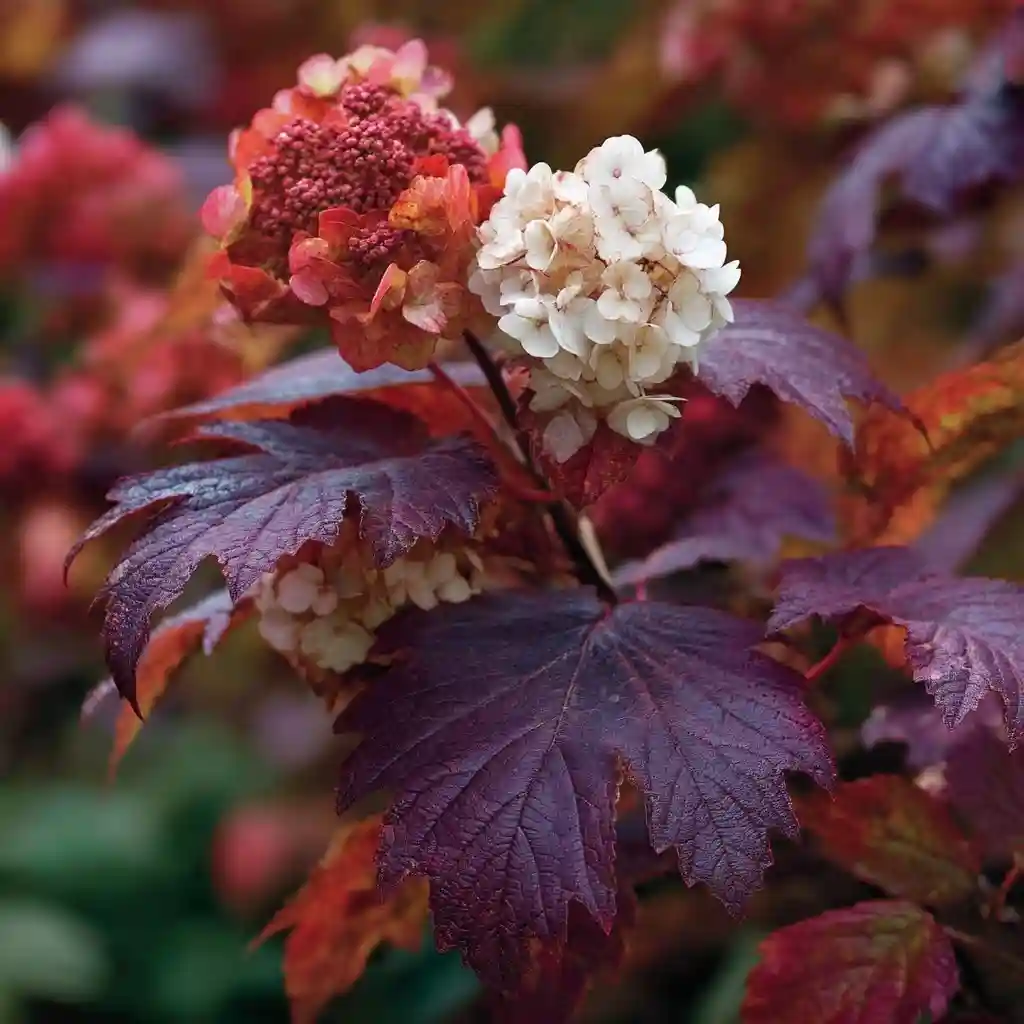 Oakleaf Hydrangea (Shrub)