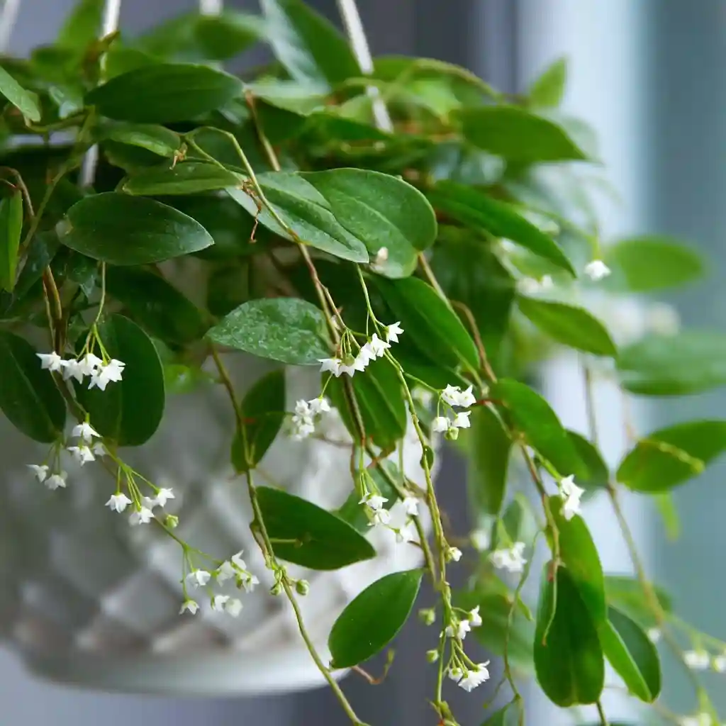 Hoya shepherdii