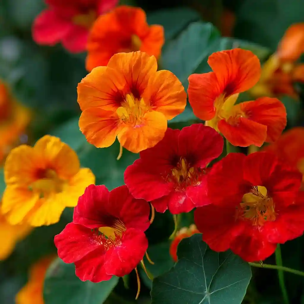 Nasturtiums: Edible Beauties