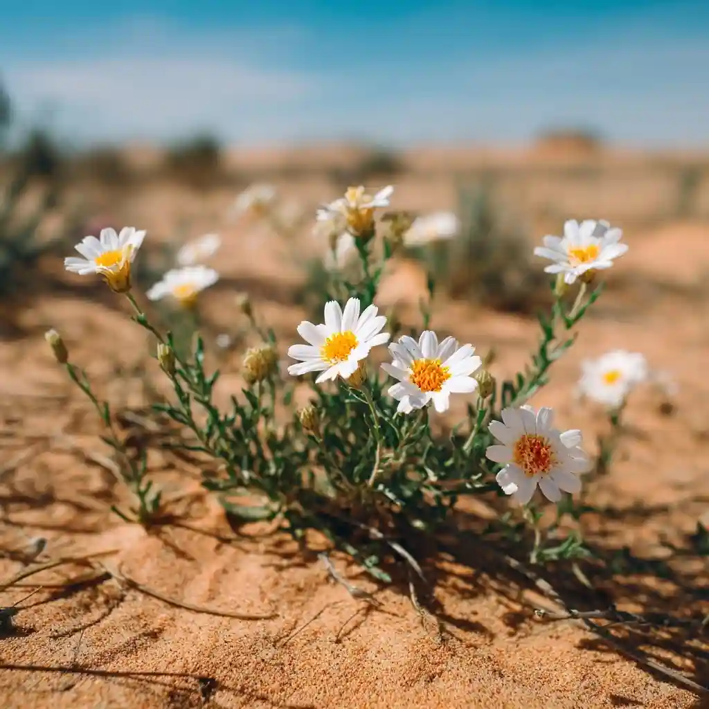 Desert Star Daisy