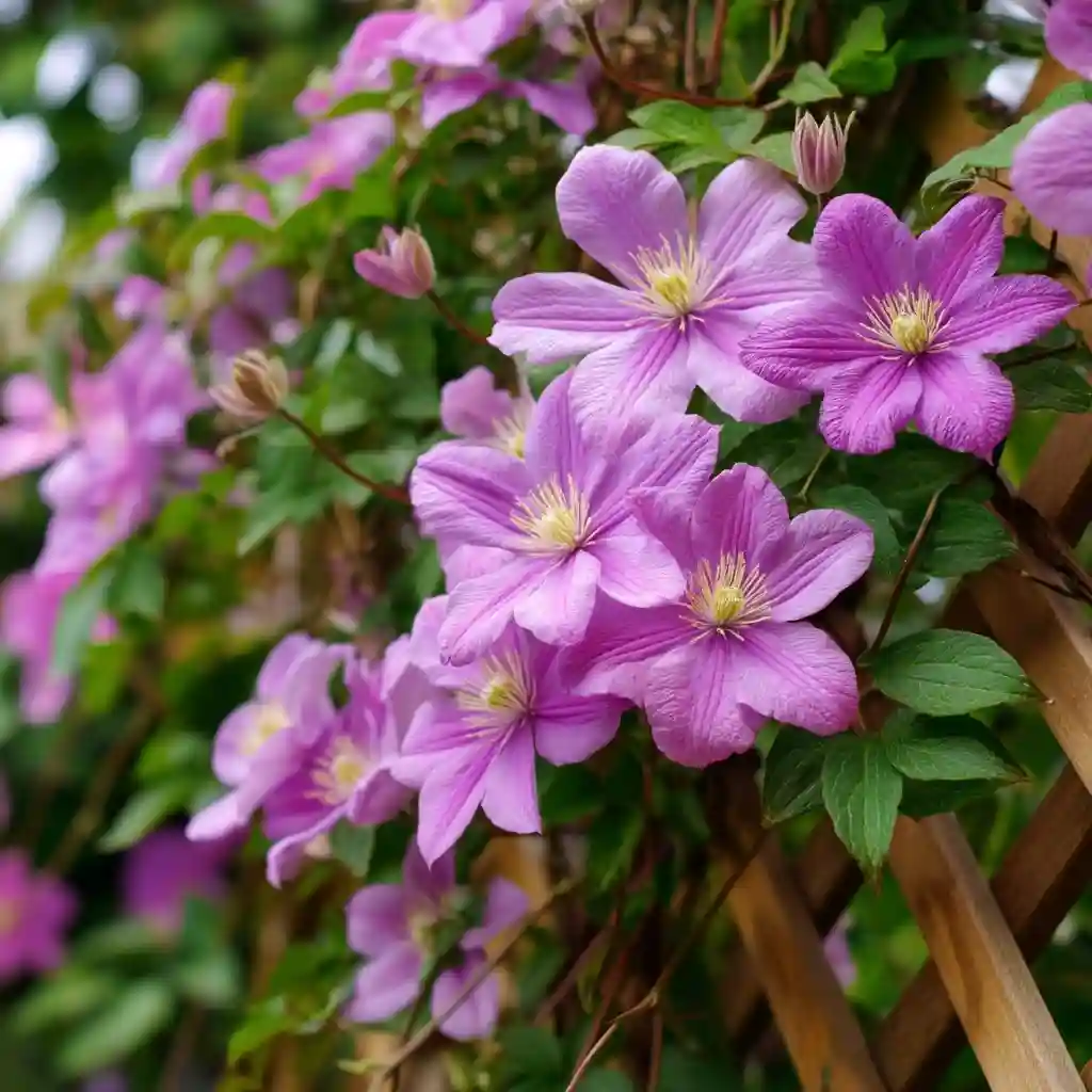 Clematis