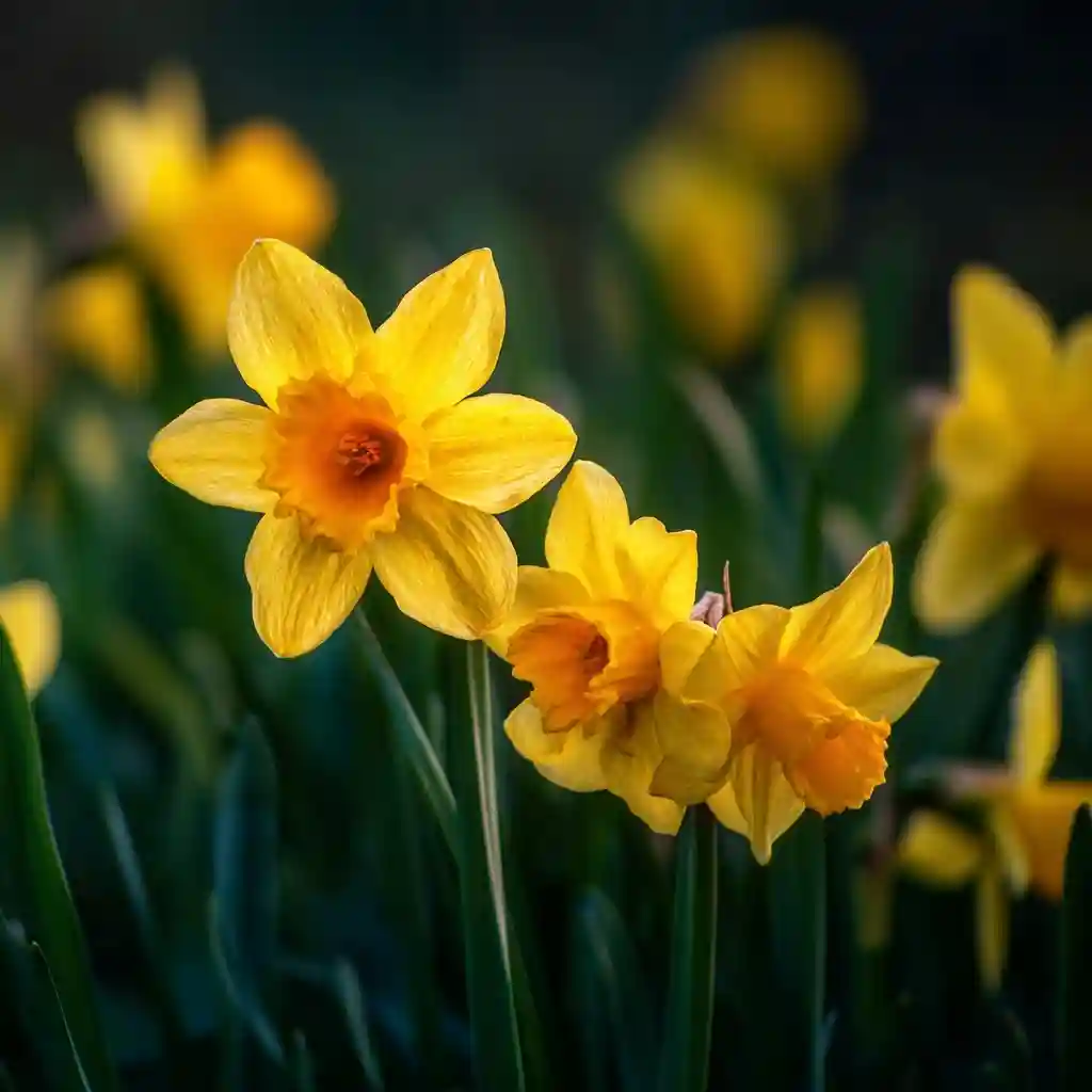 Daffodils: Cheerful Yellow Stars