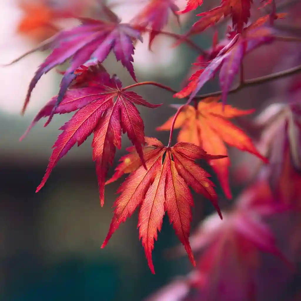  Impress with a Japanese Maple