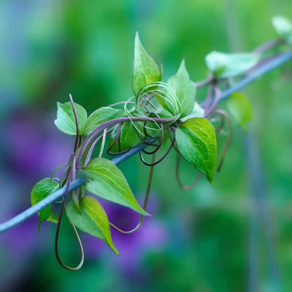 Understand How Clematis Vines Climb
