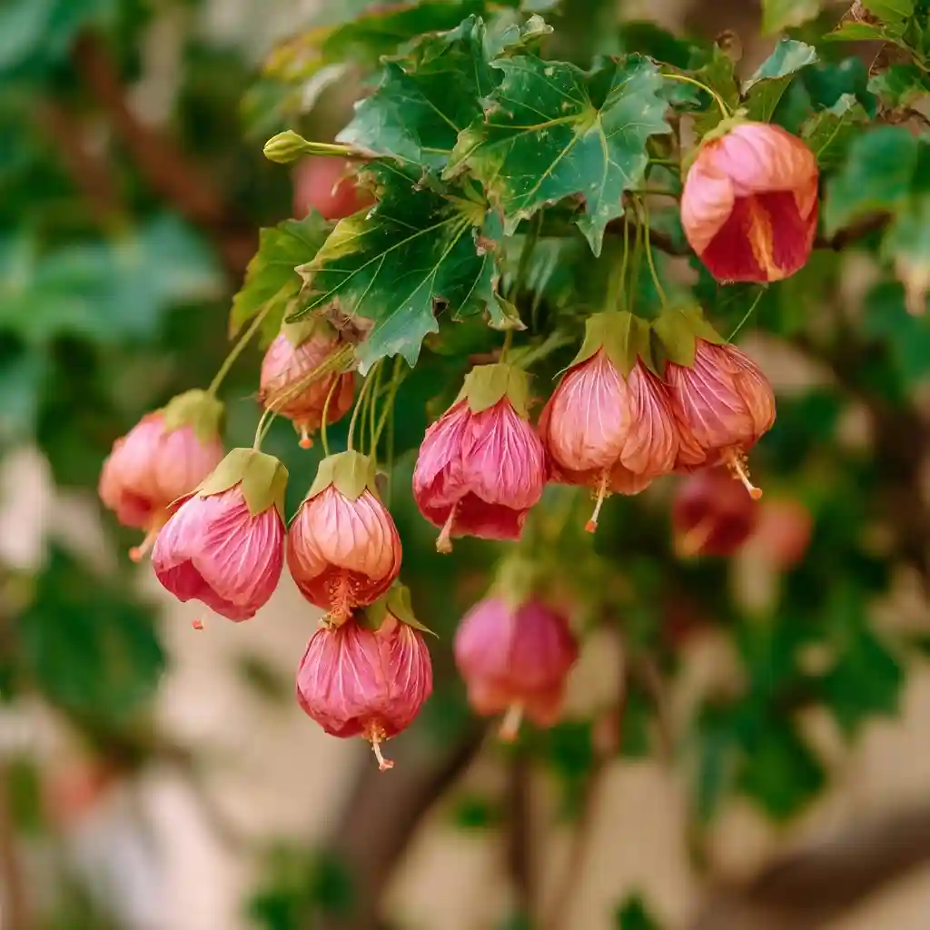 Flowering Maple