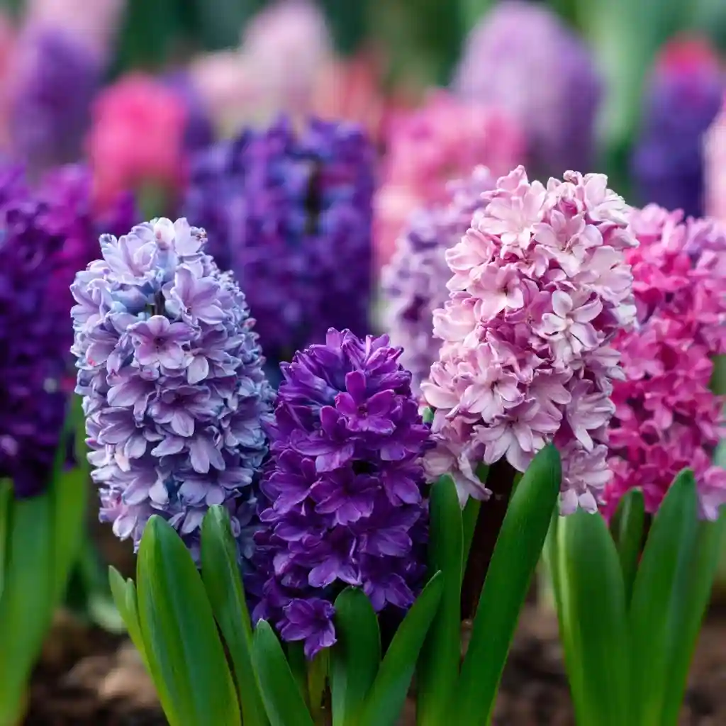 Hyacinths: Fragrant and Fabulous