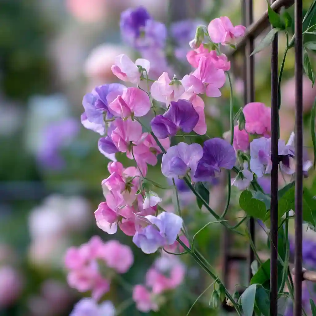 Sweet Pea