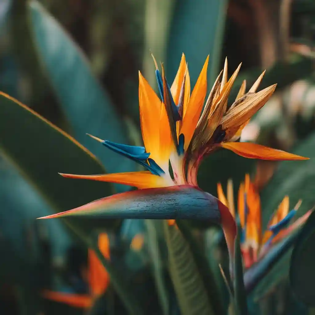 Tropical Bird of Paradise