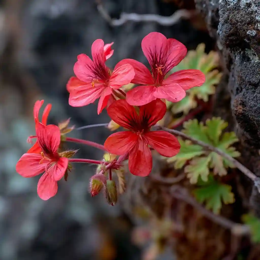 Geranium arboreum