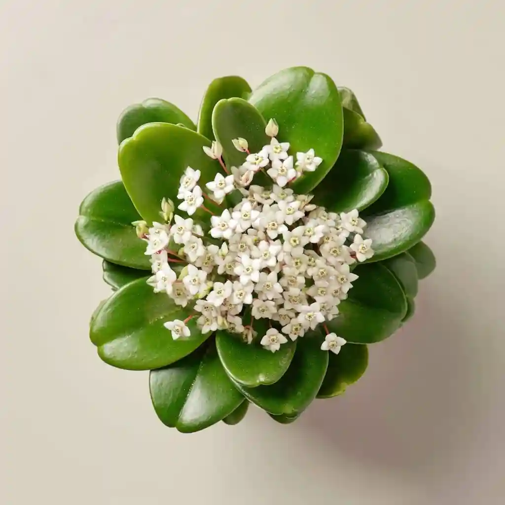 Hoya pachyclada