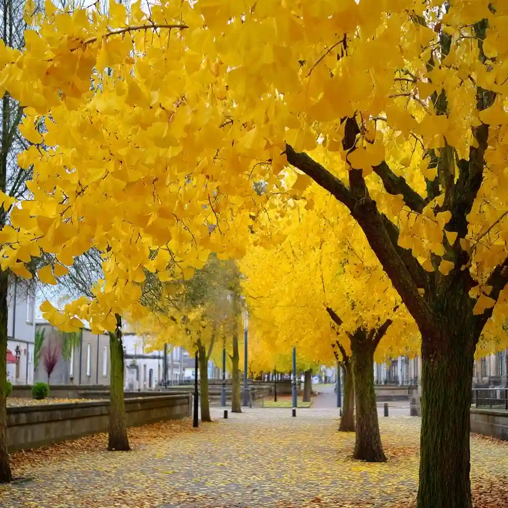 Maidenhair Tree