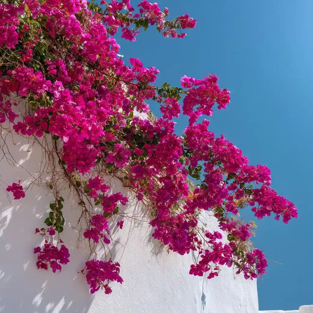 Bougainvillea