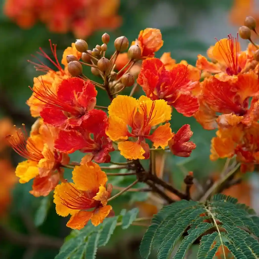 Dwarf Poinciana