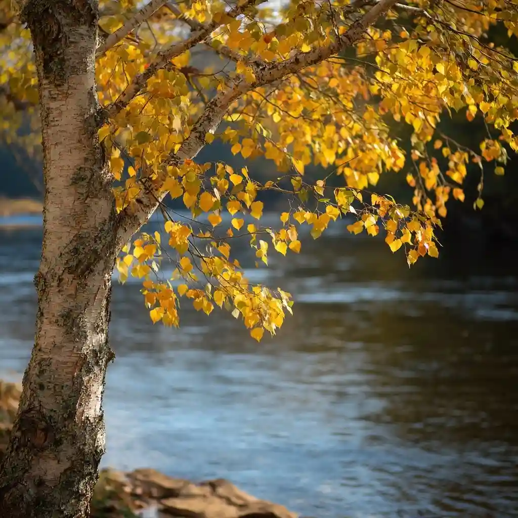  River Birch