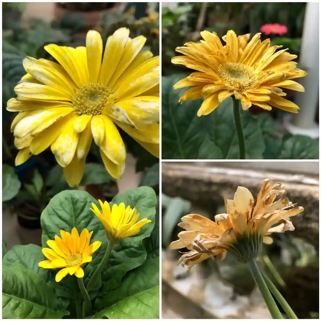 Common Gerbera Daisy Problems