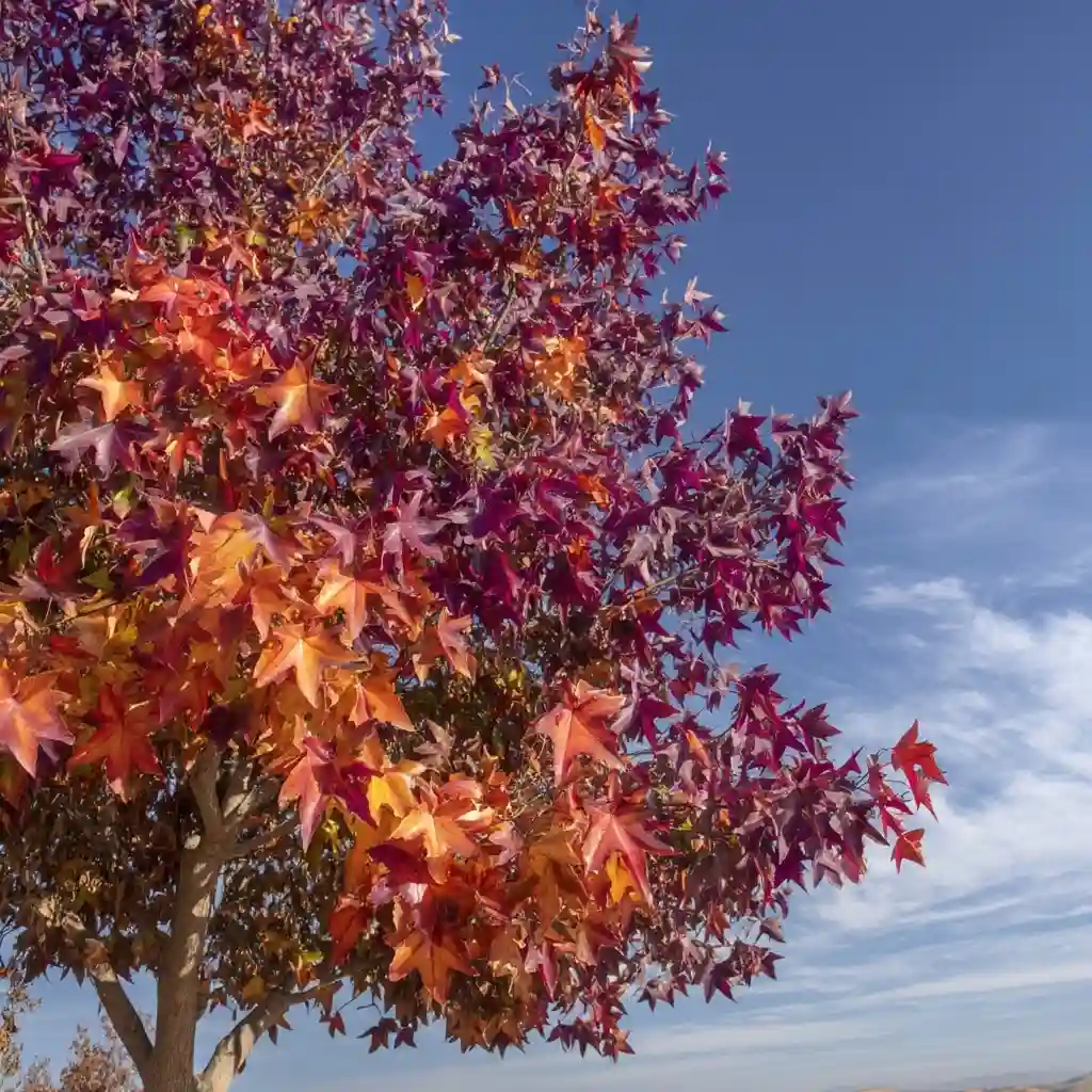 Sweet Gum
