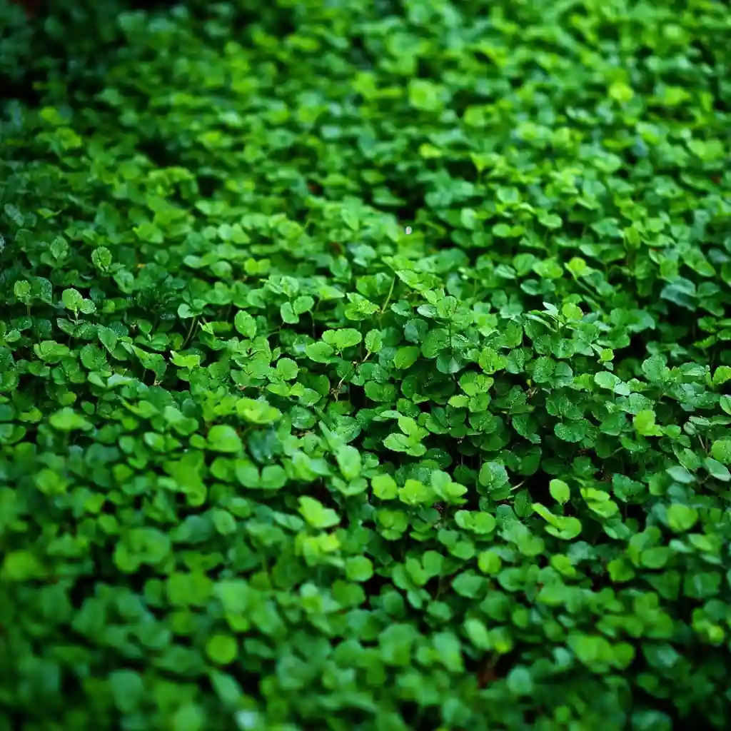 Groundcovers That Prevent Weeding and Mulching Eventually