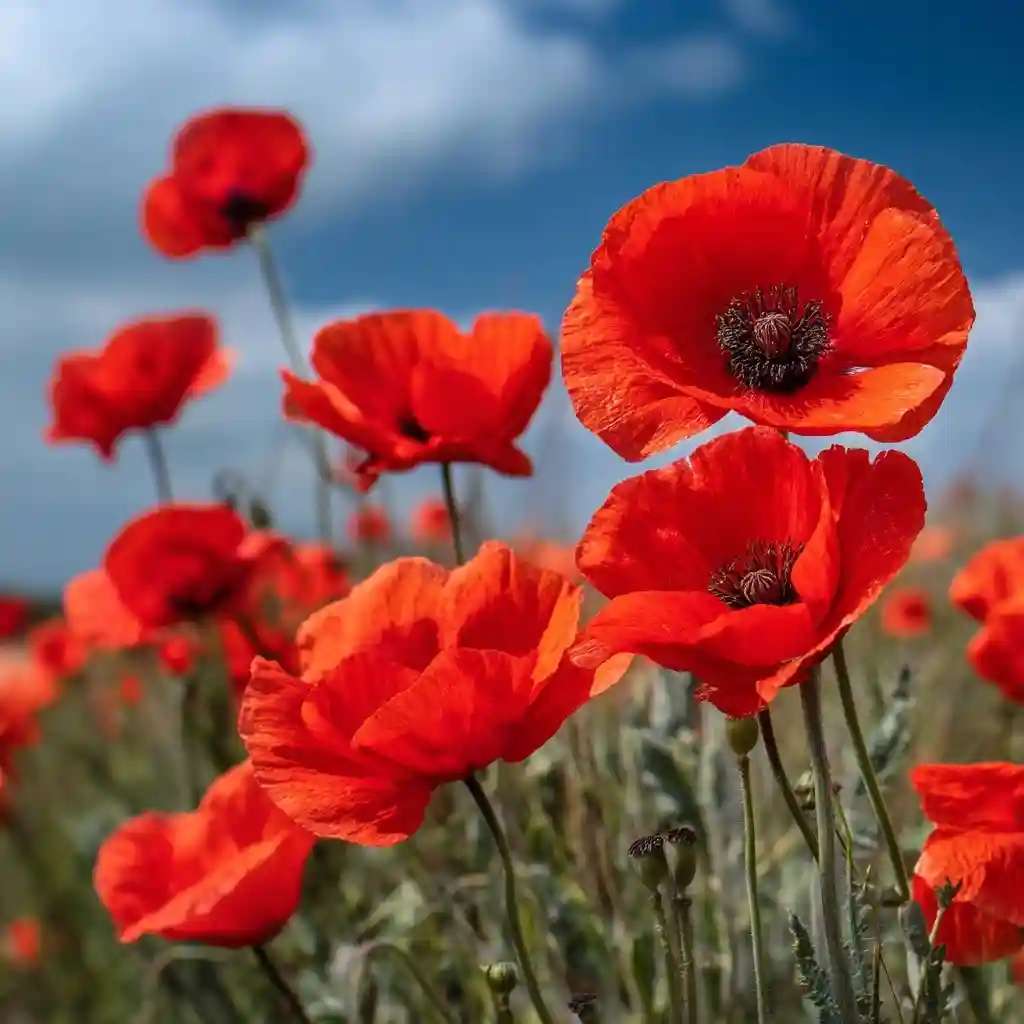 Poppy
