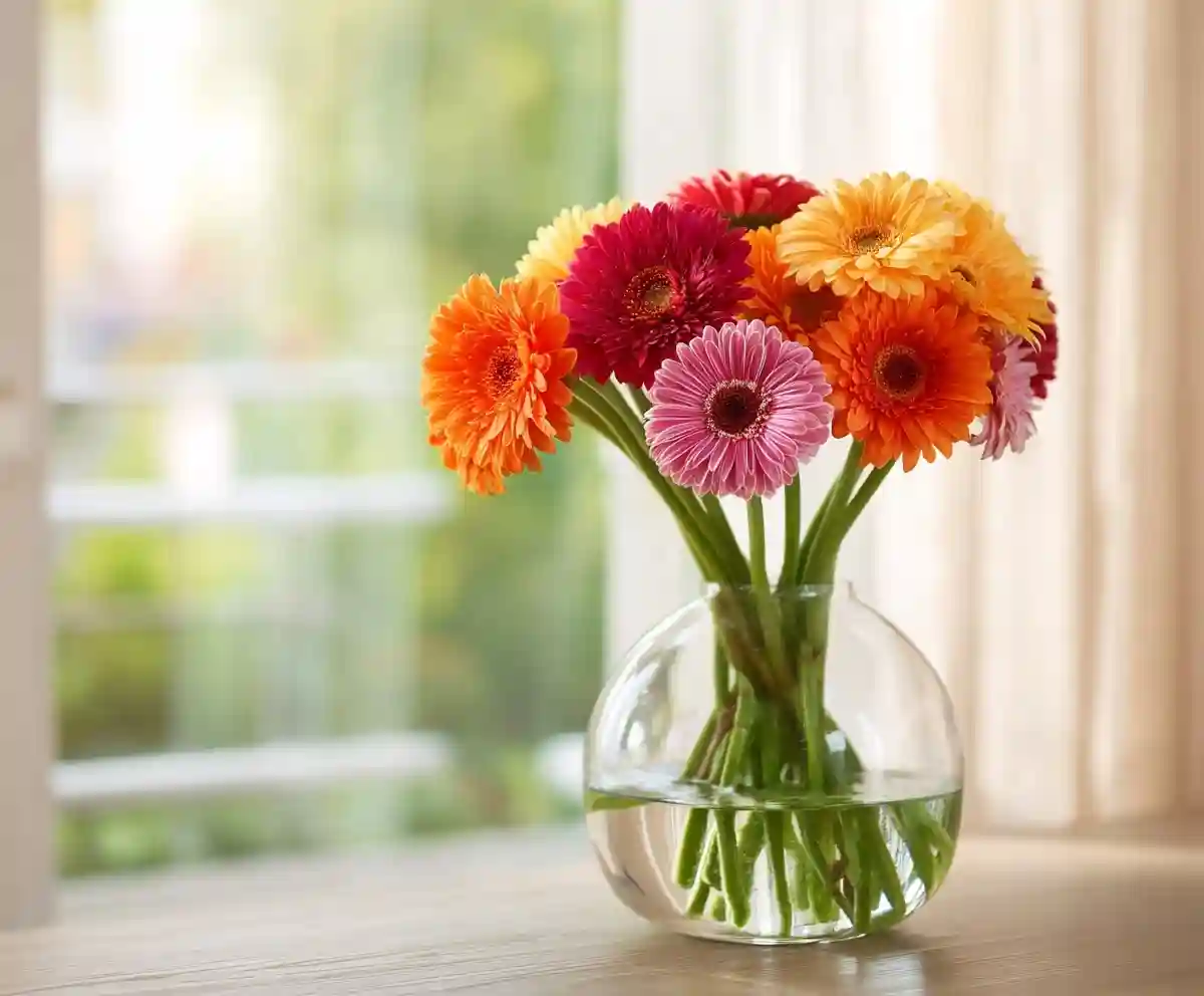 9 Actionable Tips For Gerbera Daisy Care and Handling