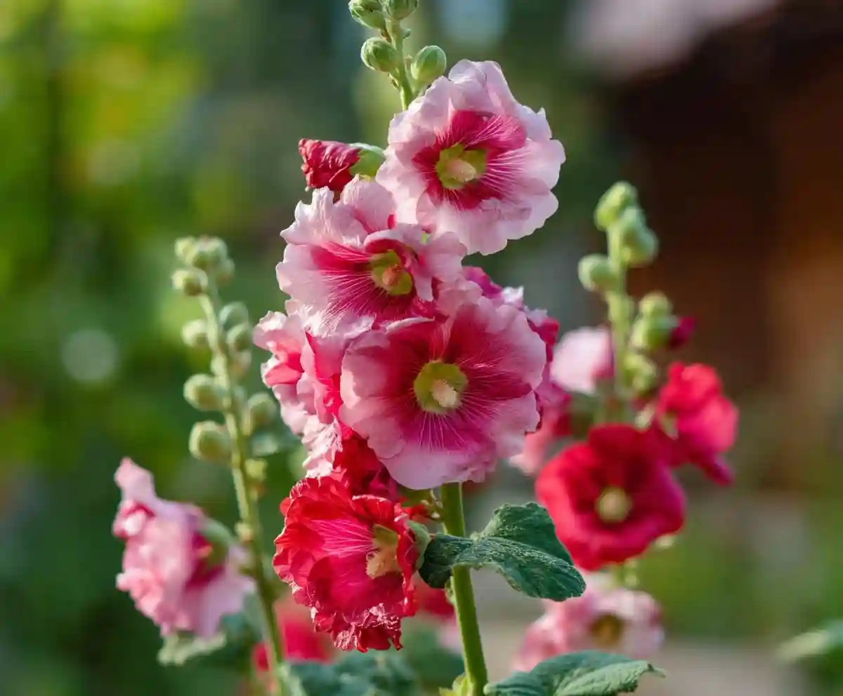 11 Plants You Should Never Pinch